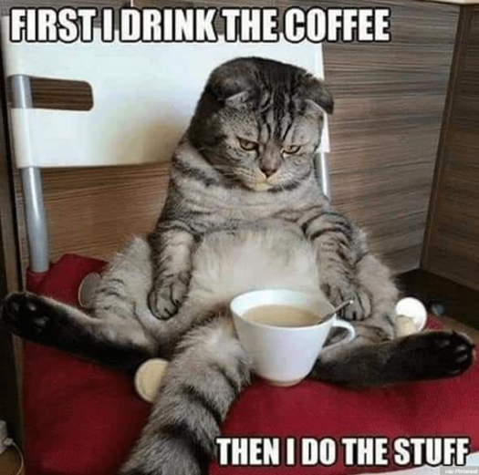 coffee cattt.jpg